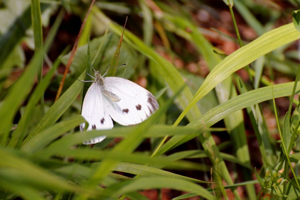 Tutte Pieris napi? S